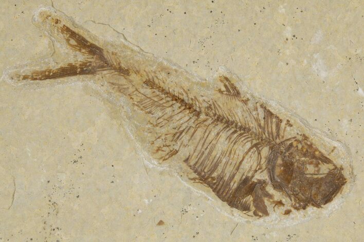 Detailed Fossil Fish (Diplomystus) - Wyoming #318621